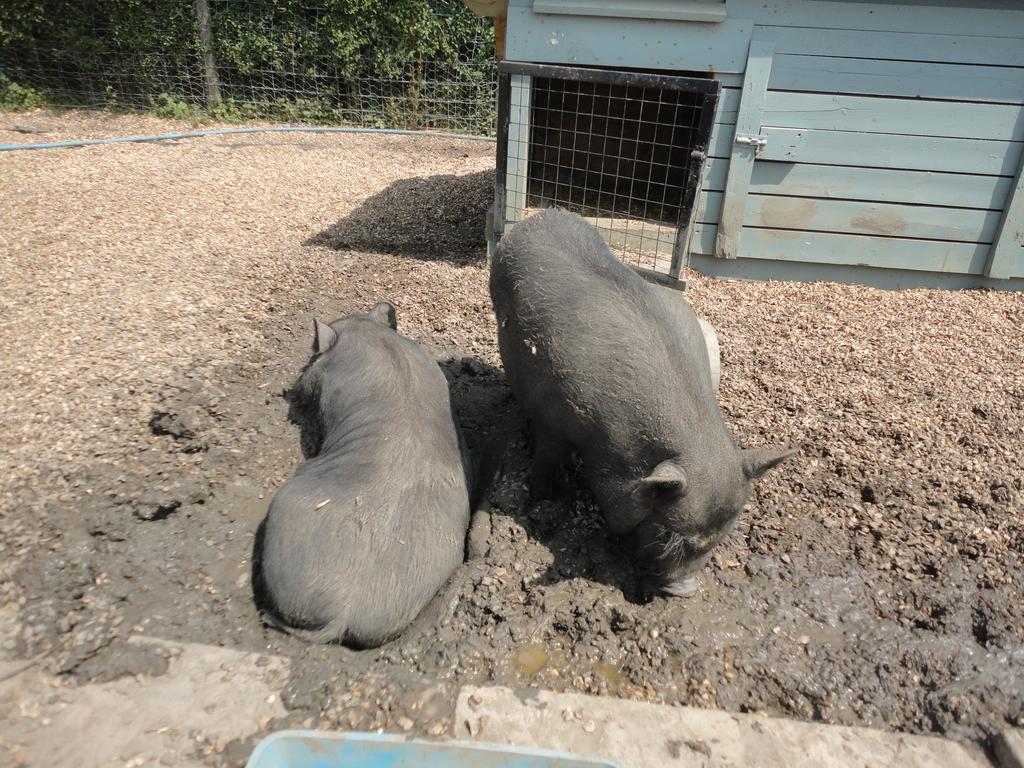 Willow Court Farm Studio South & Petting Farm, 8 Mins From Legoland & Windsor, 15 Mins From Lapland Uk Exterior foto
