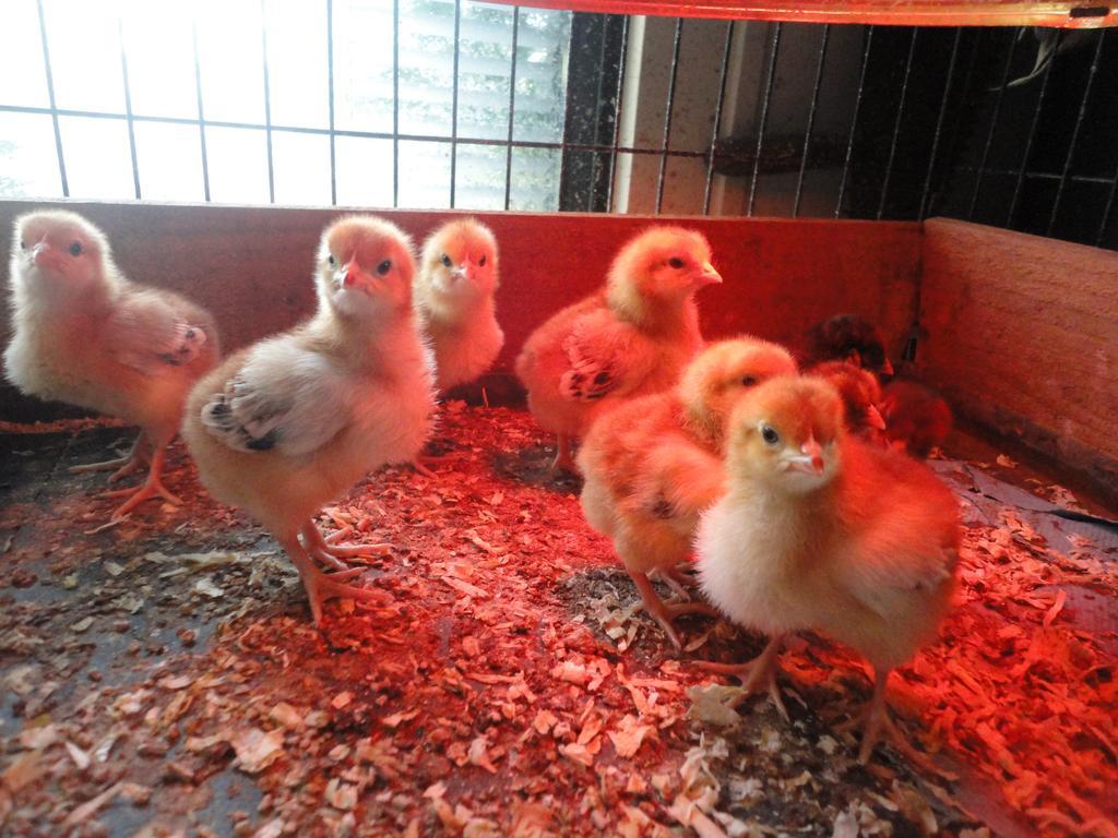Willow Court Farm Studio South & Petting Farm, 8 Mins From Legoland & Windsor, 15 Mins From Lapland Uk Exterior foto