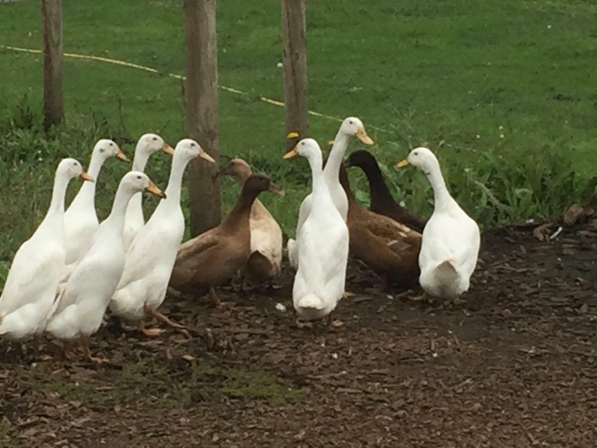 Willow Court Farm Studio South & Petting Farm, 8 Mins From Legoland & Windsor, 15 Mins From Lapland Uk Exterior foto