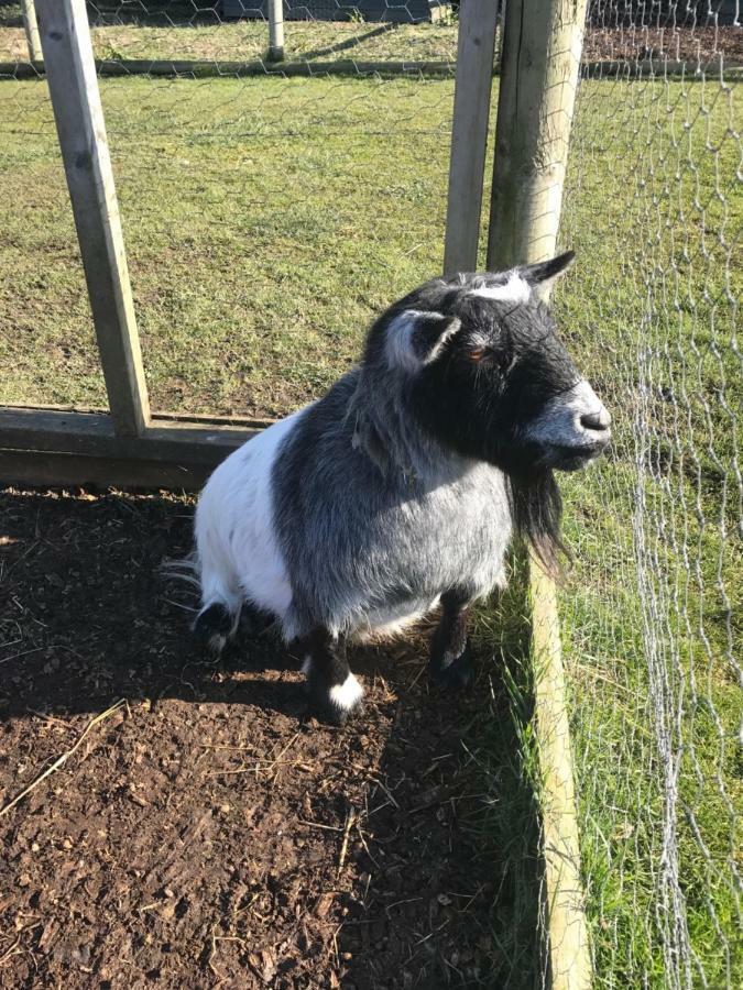 Willow Court Farm Studio South & Petting Farm, 8 Mins From Legoland & Windsor, 15 Mins From Lapland Uk Exterior foto