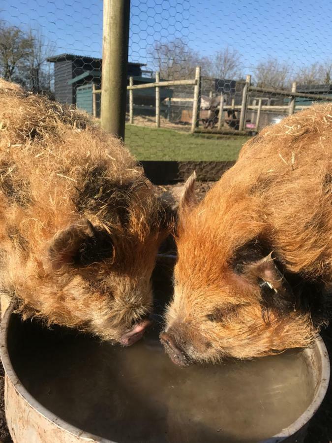 Willow Court Farm Studio South & Petting Farm, 8 Mins From Legoland & Windsor, 15 Mins From Lapland Uk Exterior foto